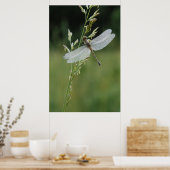 Poster Libellule Darner couverte de rosée (Cuisine)