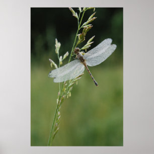 Poster Libellule Darner couverte de rosée