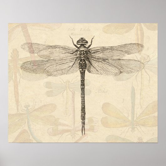 Poster Libellule Dessin Antique Classique Vintage (Devant)