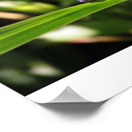 Poster libellule féminine avec oeufs (Coin)