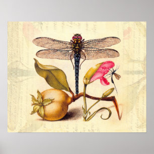 Poster Libellule Nature Botanique Faune