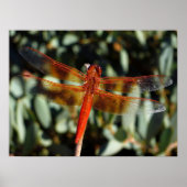 Poster libellule orange avec ailes ouvertes (Devant)