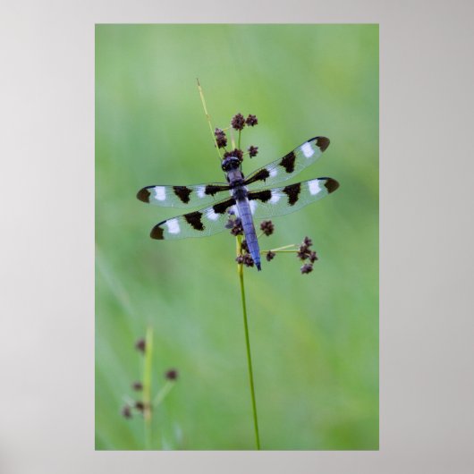 Poster Libellule perchée sur l'herbe, Canada (Devant)