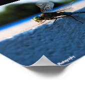 Poster Libellule sur le rebord (Coin)