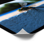 Poster Libellule sur le rebord (Coin)