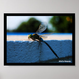 Poster Libellule sur le rebord