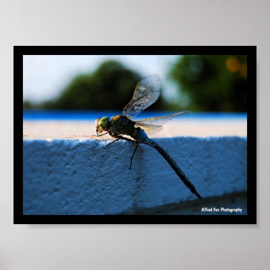 Poster Libellule sur le rebord (Devant)