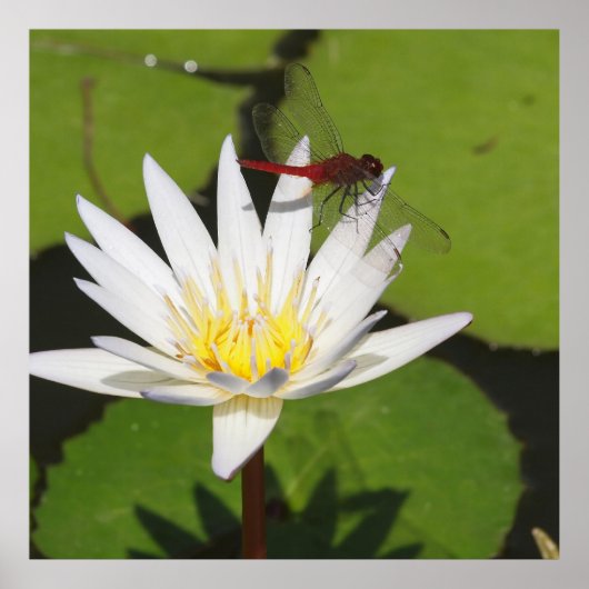 Poster Libellule sur nénuphar (Devant)