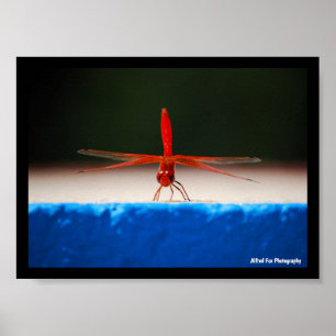 Poster Libellule Trithemis kirbyi