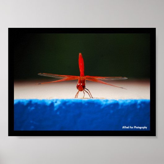 Poster Libellule Trithemis kirbyi (Devant)
