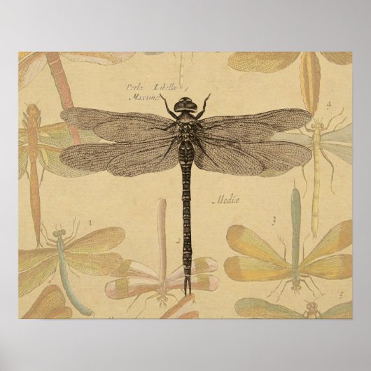 Poster Libellule Vintage Antique Classique Nature (Devant)