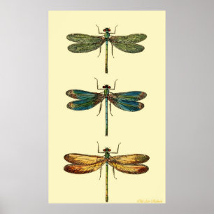 Poster libellules
