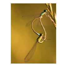 Libellules dorées Photographie Macro Originale
