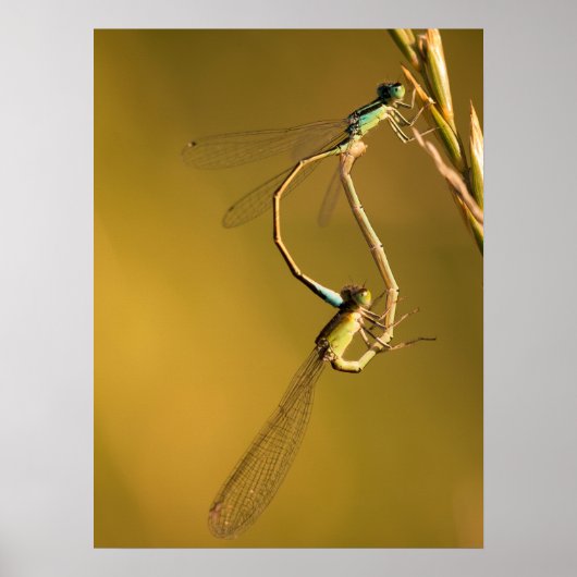 Poster Libellules dorées Photographie Macro Originale (Devant)