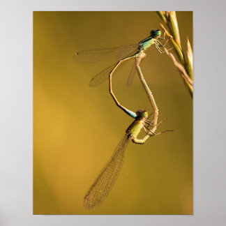 Poster Libellules en train de s'accoupler dans une Macro 