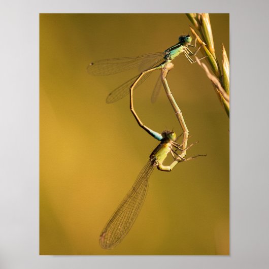 Poster Libellules en train de s'accoupler dans une Macro (Devant)