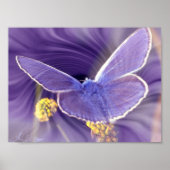 Poster Liberté (Devant)