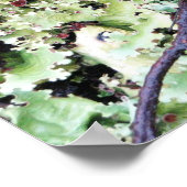 Poster Lichen, Baie Ainsworth, Tierra del Fuego, Chili (Coin)