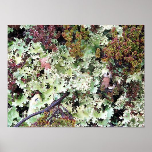 Poster Lichen, Baie Ainsworth, Tierra del Fuego, Chili (Devant)