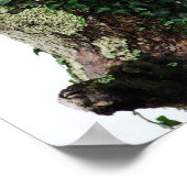 Poster Lichen et Ivy (Coin)