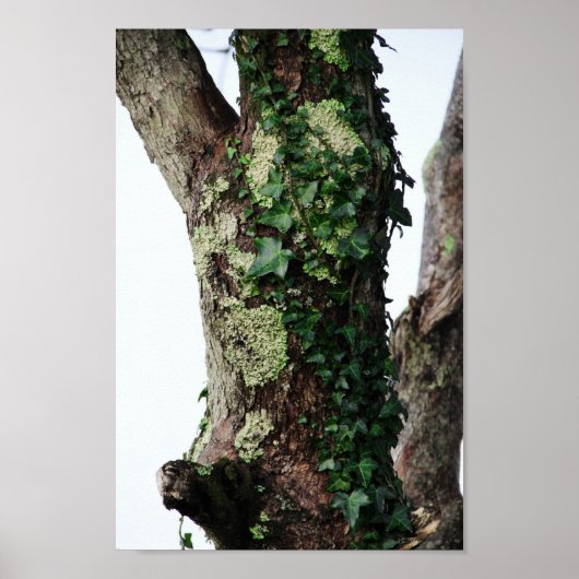 Poster Lichen et Ivy (Devant)