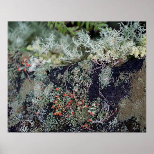 Poster Lichen rouge (Devant)