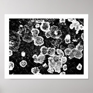 Poster Lichens