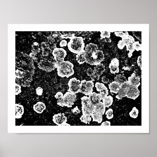 Poster Lichens (Devant)