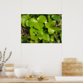 Poster lierre au soleil (Cuisine)