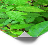 Poster Lierre de poison avec fleurs (Coin)