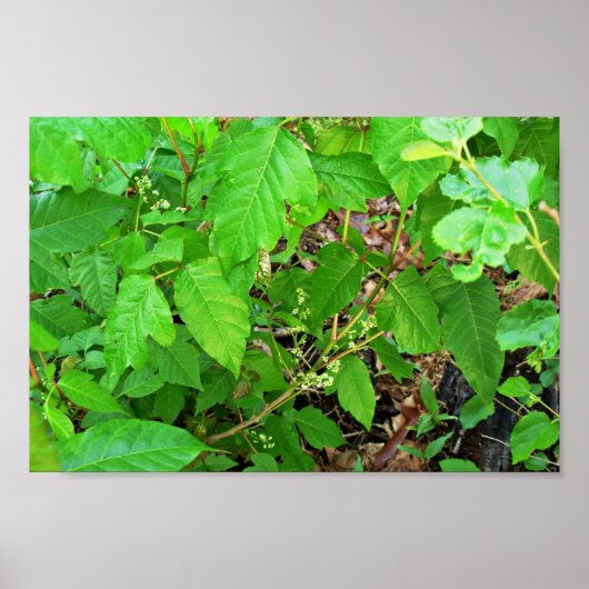 Poster Lierre de poison avec fleurs (Devant)