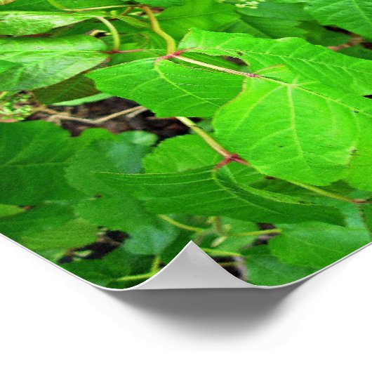 Poster Lierre toxique (Coin)