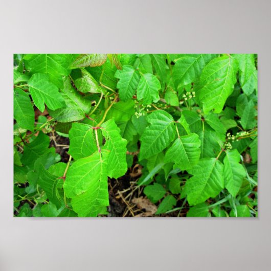 Poster Lierre toxique (Devant)