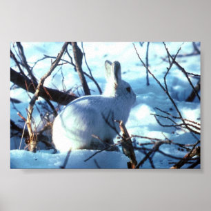 Poster Lièvre arctique en taille photo