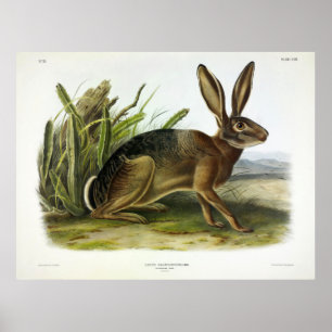Poster Lièvre californienne, lièvre du désert américain p