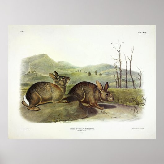 Poster Lièvre de Bachman, Lapin à brosse occidentale par  (Devant)