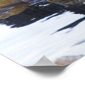 Poster Lièvre de mer enveloppée dans du varech (Coin)