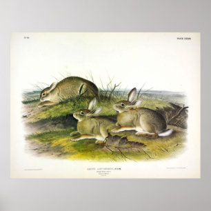Poster Lièvre de Wormwood (Lepus Artemesia) par Audubon