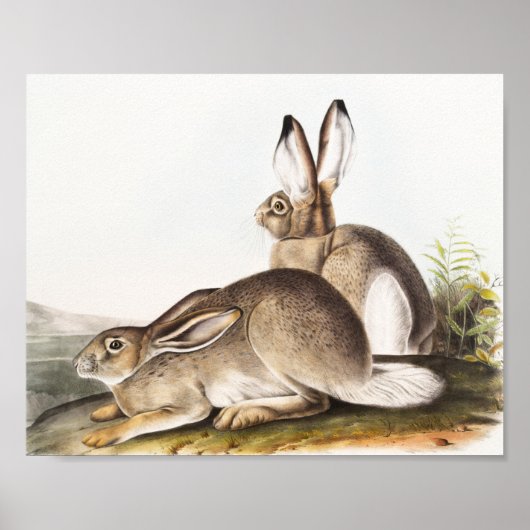 Poster Lièvre des Rocheuses de Townsend (Lepus Townsendii (Devant)