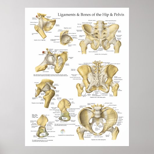 Poster Ligaments de hanche et Pelvis Anatomie des os (Devant)