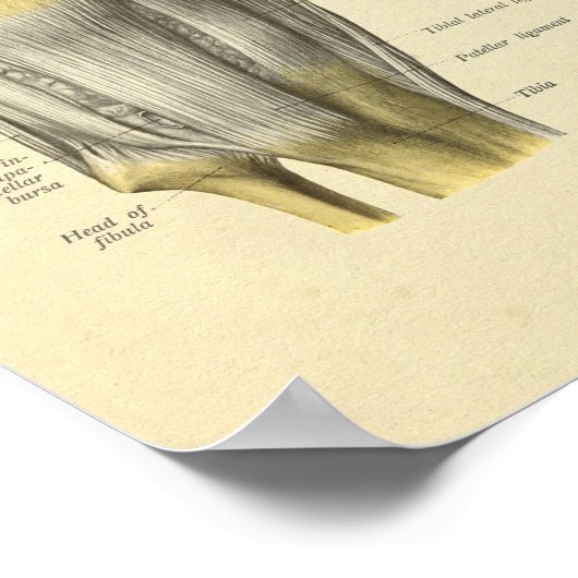 Poster Ligaments du genou Bones d'anatomie articulés Impr (Coin)