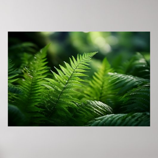 Poster Light and Ferns (Devant)