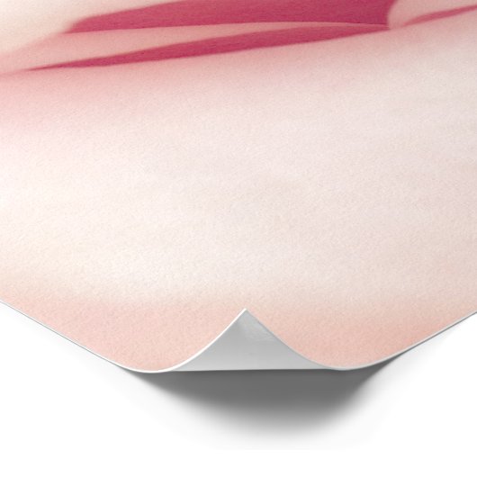 Poster Light Pink Rose Flower (Coin)