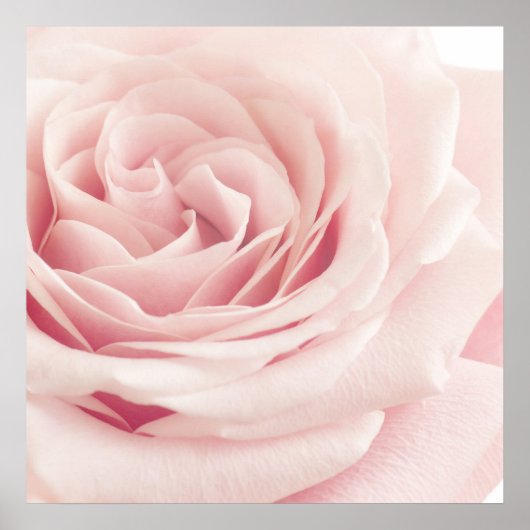 Poster Light Pink Rose Flower (Devant)