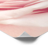 Poster Light Pink Rose Flower (Coin)