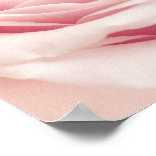 Poster Light Pink Rose Flower (Coin)