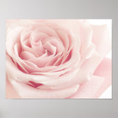 Poster Light Pink Rose Flower (Devant)
