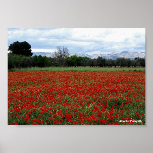 Poster Ligne d'arbres dans un champ de coquelicots (Devant)