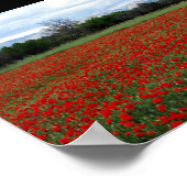 Poster Ligne d'arbres dans un champ de coquelicots (Coin)