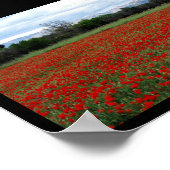 Poster Ligne d'arbres dans un champ de coquelicots (Coin)